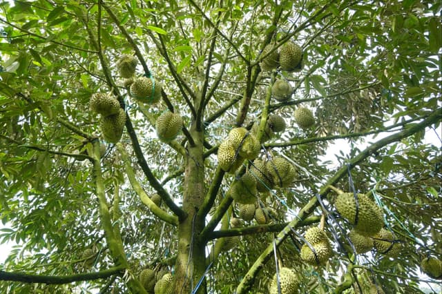 Rửa Vườn Sầu Riêng Sau Thu Hoạch Bằng Thuốc Gốc Đồng: Phân Tích Hiệu Quả Trên Nấm Hồng, Đốm Rong Và Các Nguồn Bệnh Tồn Tại Trong Vườn