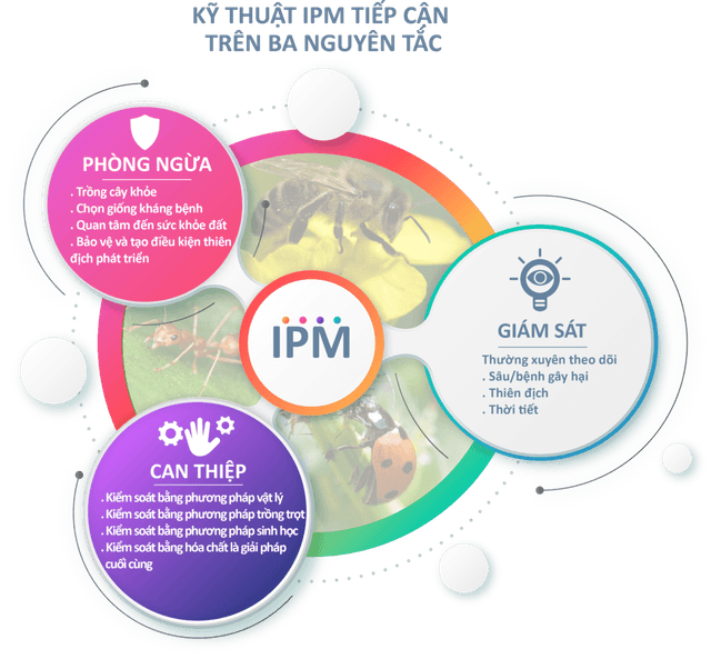 Xưa Đi Học Thấy Quá Trời Phương Pháp Quản Lý Bệnh Trên Cây Trồng, Đến Lúc Đi Làm Toàn Dùng Thuốc Hóa Học, Haizz