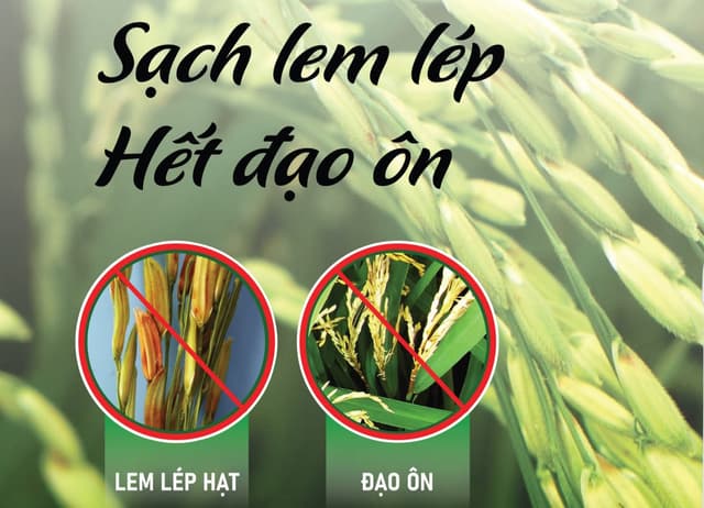 Tổng Hợp Các Loại Thuốc Phòng Trừ Đạo Ôn và Lem Lép Hạt Trên Lúa