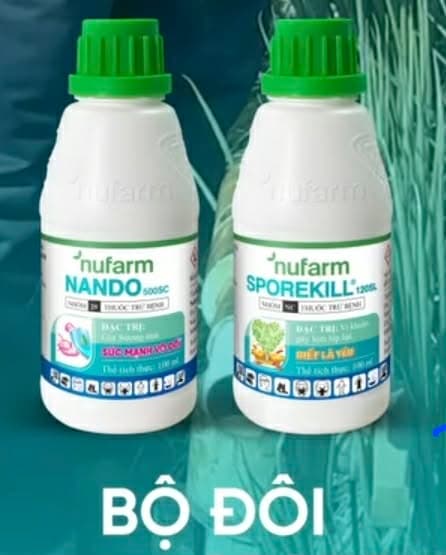 Hành Hành Dân Trồng Hành Đến Mệt, Nhất Là Cháy Bìa Lá Vi Khuẩn Và Sương Mai Hành - Giải Pháp Triệt Để Là Gì?