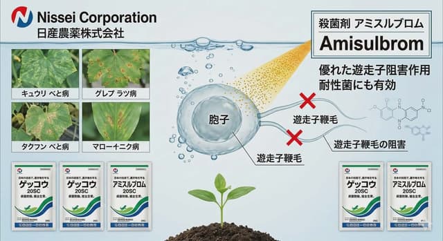 Cấu Tạo Nấm Phytophthora (họ Oomycetes) Và Cơ Chế Diệt “Roi Bơi” Của Amisulbrom Trong Gekko 20SC