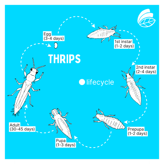 Thuốc diệt bọ trĩ mới trong Danh mục 2025 (so với 2024)