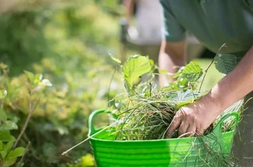 Xu Hướng Phối Thêm Hoạt Chất Khác Cho Thuốc Cỏ Glufosinate Ammonium Để Hiệu Quả Hơn Và Chống Kháng